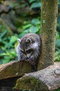 Raccoon in natural environment, close-up, portrait of the animal on Guadeloupe au Parc des