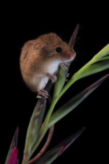 Eurasian harvest mouse (Micromys minutus), adult, on plant stem, flowering, foraging, at night,