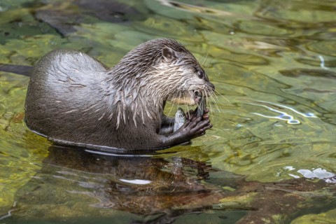 Dwarf otter, Asian oriental small-clawed otter (Aonyx cinerea), Heidelberg Zoo, Baden-Wuerttemberg,
