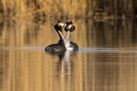 Two Great Crested Grebes perform a mating dance on water with golden light reflecting, Podiceps