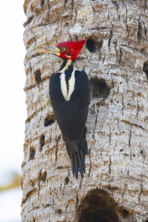 Crimson-crested woodpecker (Campephilus melanoleucos) Pantanal Brazil