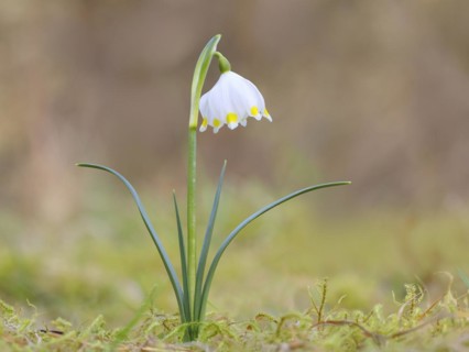 Spring snowdrop (Leucojum vernum), March snowdrop, March bell, large snowdrop. Amaryllis family