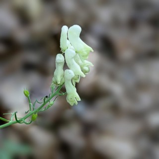 A white flower in focus with a blurred natural background, conveys a peaceful mood Larkspur