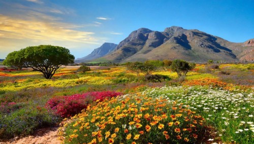 KI generated, The desert in Namaqualand blooms in August and September each year, Namibia, Africa
