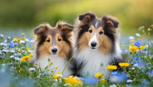 KI generated, Two long-haired collies lying in a colourful flower meadow, (Canis lupus familiaris),