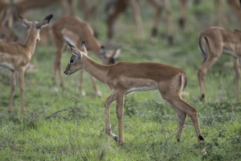 Black Heeler Antelope or Impala (Aepyceros melampus) herd with young, nursery, Madikwe Game