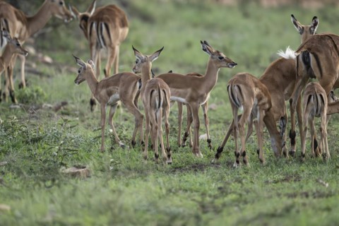 Black Heeler Antelope or Impala (Aepyceros melampus) herd with young, nursery, Madikwe Game