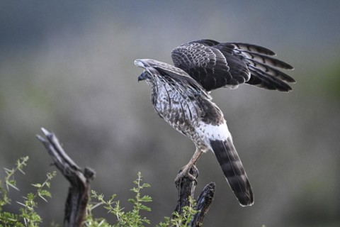 Silver Singing Goshawk, also known as pale chanting goshawk (Melierax canorus) juvenile, Madikwe