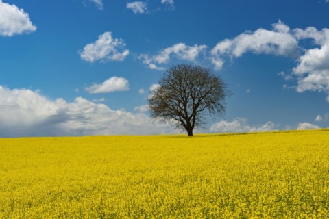 Old English oak (Quercus robur), on the Hoedinger Berg, Hoedingen, Lake Constance district, Upper