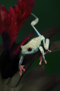 Red-eyed tree frog (Agalychnis callidryas), adult, on bromeliad, captive, Central America