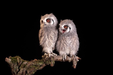 Southern white-faced owl (Ptilopsis granti), juvenile, two juveniles, siblings, at night, on guard,