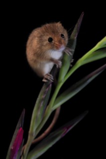 Eurasian harvest mouse (Micromys minutus), adult, on plant stem, flowering, foraging, at night,