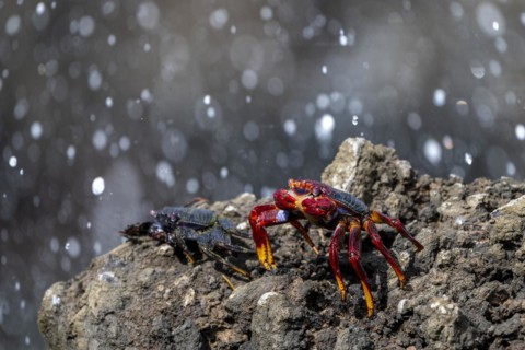 Red rock crab (Grapsus adscensionis) on rock, Lanzarote, Canary Islands, Spain, Europe