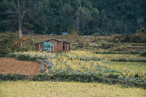 Rustic hut in the middle of green farmland in Dong Van, Vietnam, Asia