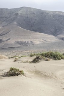 Dune landscape, Playa de Famara, Lanzarote, Canary Islands, Spain, Europe