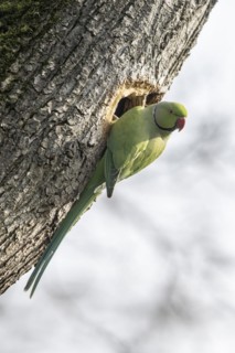 Rose-ringed parakeet (Psittacula krameri), Speyer, Rhineland-Palatinate, Germany, Europe