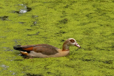 A duck swims in a pond covered with algae