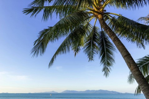 Sea view with palm tree at Maenam beach on Koh Samui, island, palm tree, water travel, holiday,