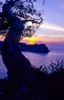 Romantic sunset with the silhouette of a pine (Pinus) and european fan palms (Chamaerops humilis)