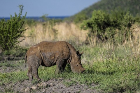 White rhinoceros (Ceratotherium simum) juvenile approx. 1 year old, Madikwe Game Reserve, North