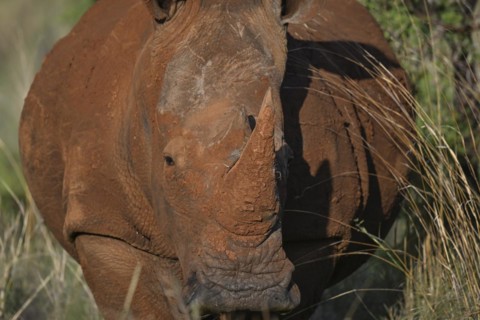 White rhinoceros (Ceratotherium simum) portrait, Madikwe Game Reserve, North West Province, South