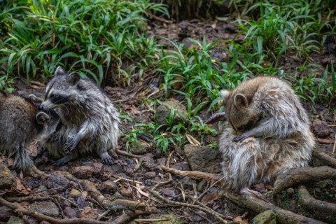 Raccoon in natural environment, close-up, portrait of the animal on Guadeloupe au Parc des