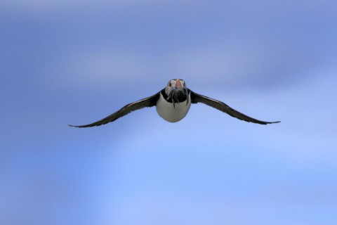 Puffin (Fratercula arctica), adult, flying, with sand eels, with food, Faroe Islands, England,