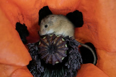 Common harvest mouse, (Micromys minutus), adult, on corn poppy, flower, foraging, at night,