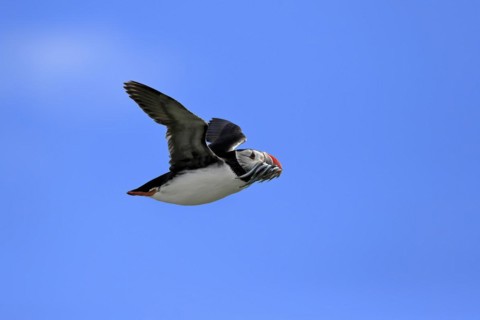 Puffin (Fratercula arctica), adult, flying, with sand eels, with food, Faroe Islands, England,