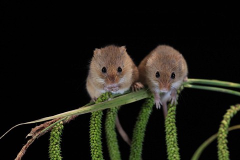 Eurasian harvest mouse (Micromys minutus), adult, two, pair, on plant stalks, spikes, foraging, at