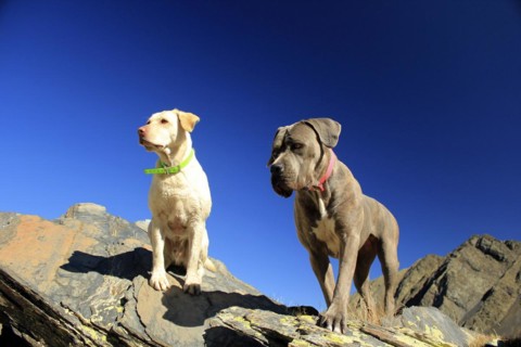 Two dogs atop mountain rocks under a vivid blue sky, Amazing Dogs in the Nature