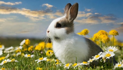 KI generated, A colourful dwarf rabbit in a meadow with white and yellow flowers, spring, side
