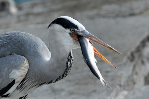 A heron (Ardea cinerea) catching a fish with its long beak, Stuttgart, Baden-Wuerttemberg, Germany,