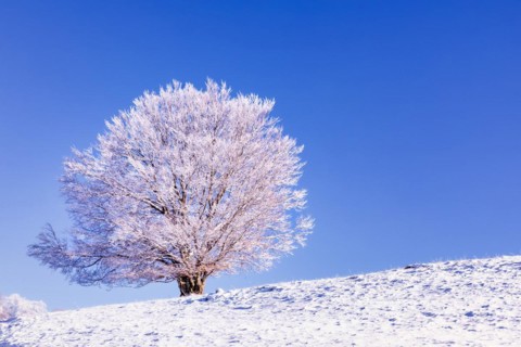 Snow covered tree on Mount Saleve, Haute-Savoie, France, Europe