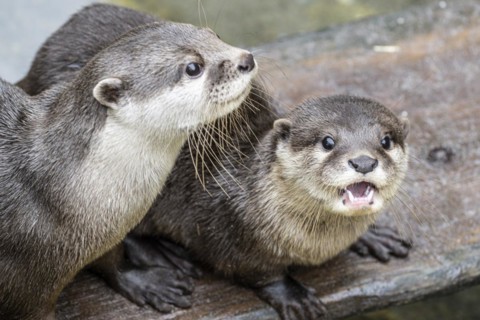 Dwarf otter, Asian oriental small-clawed otter (Aonyx cinerea), Heidelberg Zoo, Baden-Wuerttemberg,
