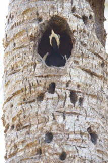 Crimson-crested woodpecker (Campephilus melanoleucos) Pantanal Brazil