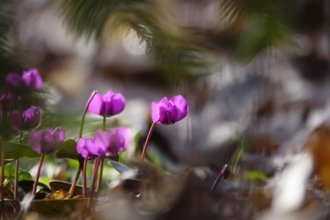 Wild cyclamen, February, Germany, Europe