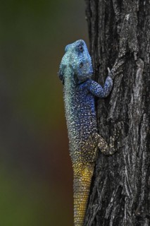 Blue-throated Agama (Acanthocercus atricollis), Madikwe Game Reserve, North West Province, South