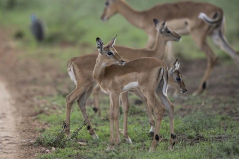 Black Heeler Antelope or Impala (Aepyceros melampus) herd with young, nursery, Madikwe Game
