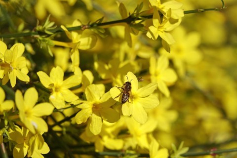 Winter jasmine with bee, February, Germany, Europe