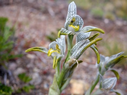 Porcelain orchid (Chloraea magellanica) in Perito Moreno National Park, Patagonia, Argentina, South