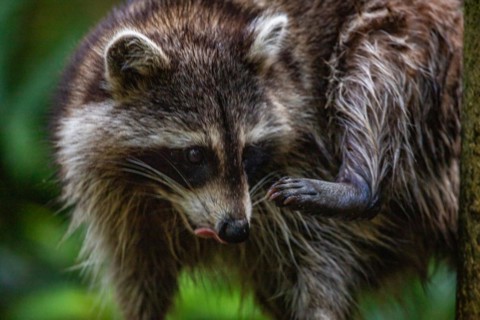 Raccoon in natural environment, close-up, portrait of the animal on Guadeloupe au Parc des