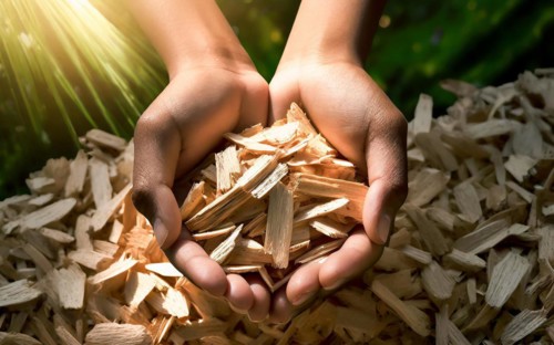 Holding woodchips in your hands, woodchips, renewable fuel, climate change, AI generated, AI