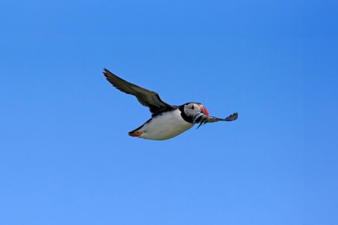 Puffin (Fratercula arctica), adult, flying, with sand eels, with food, Faroe Islands, England,