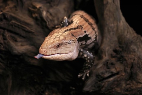 Indonesian blue-tongued skink (Tiliqua gigas), adult, portrait, on tree, captive, tongues,