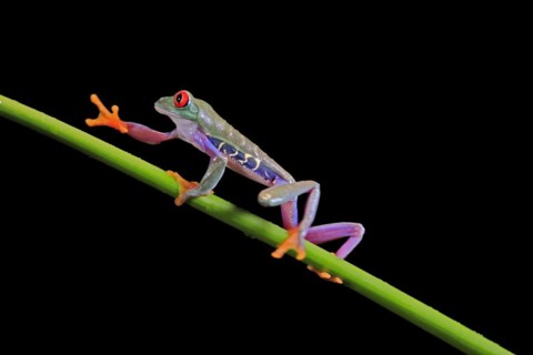 Red-eyed tree frog (Agalychnis callidryas), adult, on green stem, Aeonium, captive, Central America