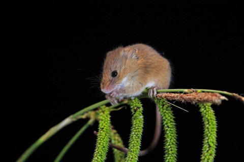 Eurasian harvest mouse (Micromys minutus), adult, on plant stalks, ears of corn, foraging, at