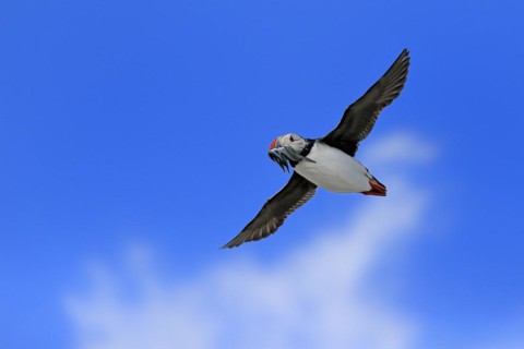 Puffin (Fratercula arctica), adult, flying, with sand eels, with food, Faroe Islands, England,