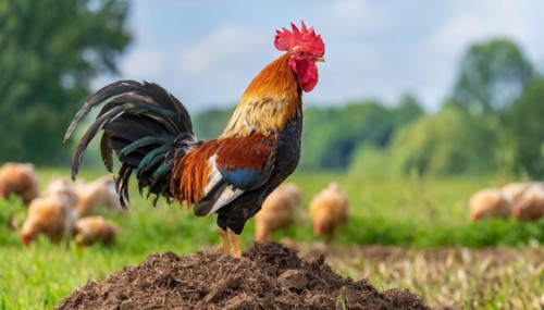KI generated, A beautiful rooster stands on a dung heap, farmyard, (Gallus gallus domesticus)