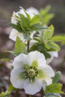 Lenzrose (Helleborus orientalis Hybride), Speyer, Rhineland-Palatinate, Germany, Europe